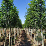 Fraxinus e. 'Altena' 6-8 HO draadkluit