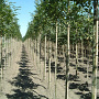 Fraxinus e. 'Altena' 10-12 HO draadkluit