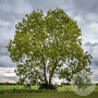 Fraxinus e. 'Westhof's Glorie' 14-16 HO draadkluit