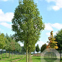 Fraxinus pen. 'Zundert' 12-14 HO draadkluit