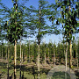 Gleditsia triacanthos inermis 10-12 HO draadkluit