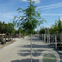 Gleditsia triac. 'Skyline' 16-18 HO draadkluit