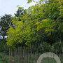 Gleditsia triac. 'Speczam' 12-14 HO draadkluit