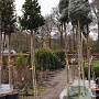 Ilex 'Nellie R. Stevens' 10-12 HO draadkluit