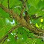 Liquidambar s. 'Palo Alto' 10-12 HO draadkluit