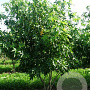 Liquidambar s. 'Worplesdon' 350-400 cm draadkluit solitair