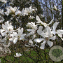 Magnolia kobus 12-14 HO draadkluit