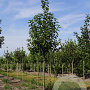 Magnolia kobus 14-16 HO draadkluit