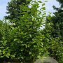 Magnolia 'Ricki' 400-450 cm draadkluit meerstammig