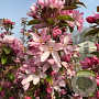 Malus 'D.V.P. Obel' 14-16 HO draadkluit