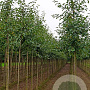 Malus 'Gorgeous' 10-12 HO draadkluit