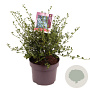 Ceanothus impressus 'Victoria' 40 cm 5,0L