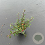 Cotoneaster radicans 'Eichholz' 25-30 cm P13