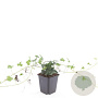 Hedera helix GM P9
