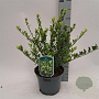 Ilex crenata 'Green Hedge' 15-20 cm 2,0L