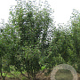 Malus 'Braendkjaer' 200-250 cm draadkluit meerstammig