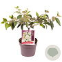 Viburnum 'Eskimo' 20-30 cm 3,0L
