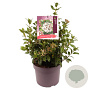 Viburnum tinus 25-30 cm 7,5L