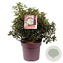 Viburnum tinus 40-50 cm 13L