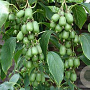Actinidia arguta 40-60 cm 2,0L met stok