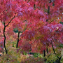 Acer palmatum 'Elegans' 200-250 cm cont. 180L