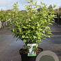 Philadelphus 'Belle Etoile' 80-100 cm 10L