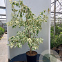 Cornus controversa 'Variegata' 125-150 cm 45L meerstammig