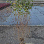 Cornus kousa 100-125 cm met kluit