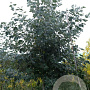 Populus canescens 20-25 HO draadkluit