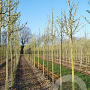 Pyrus calleryana 'Chanticleer' 10-12 HO draadkluit