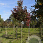 Pyrus calleryana 'Redspire' 12-14 HO draadkluit
