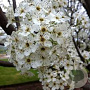 Pyrus calleryana 'Redspire' 16-18 HO draadkluit