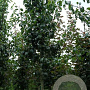 Pyrus c. 'Beech Hill' 14-16 HO draadkluit