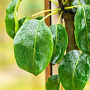 Pyrus c. 'Beech Hill' 16-18 HO draadkluit