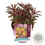 Euphorbia Miner's Merlot GM 2,0L