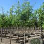 Quercus palustris 12-14 HO draadkluit