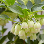 Enkianthus campanulatus 'Prettycoat' 125-150 cm 20L
