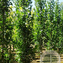 Quercus pal. Green Pillar 18-20 HO draadkluit