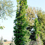 Quercus pal. 'Pringreen' 12-14 HO draadkluit