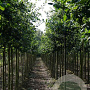 Quercus robur 12-14 HO draadkluit