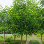 Robinia marg. 'Pink Cascade' 12-14 HO draadkluit