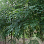 Robinia ps. 'Nyirségí' 20-25 HO draadkluit