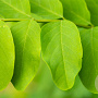 Robinia ps. 'Sandraudiga' 12-14 HO draadkluit