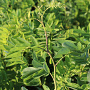 Robinia ps. 'Tortuosa' 20-25 HO draadkluit geveerd