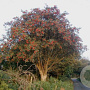 Sorbus aucuparia 8-10 HO 25L
