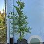 Styrax japonicus 80-100 cm 10L
