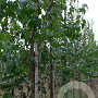 Syringa p. 'Gimborn's China Pearl' 12-14 HO draadkluit