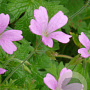 Geranium 'Japfu' GM  P11