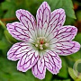 Geranium versicolor GM  P11