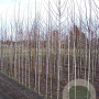 Tilia cordata 'Greenspire' 8-10 HO draadkluit